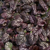 Ajuga Feathered Friends™ 'Fierce Falcon' - [EG]