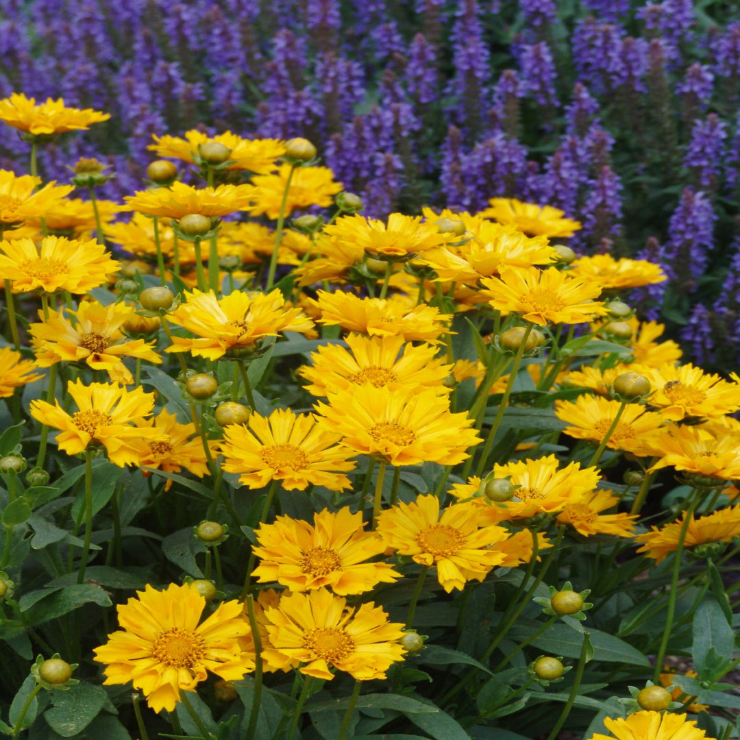 Coreopsis x &