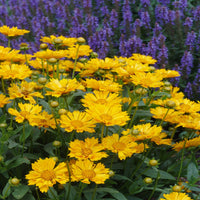 Coreopsis x 'Jethro Tull' - [EG]