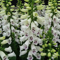 Digitalis purpurea 'Dalmatian White' Foxglove
