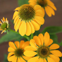 Echinacea purpurea 'Pollynation Yellow' - [EG]