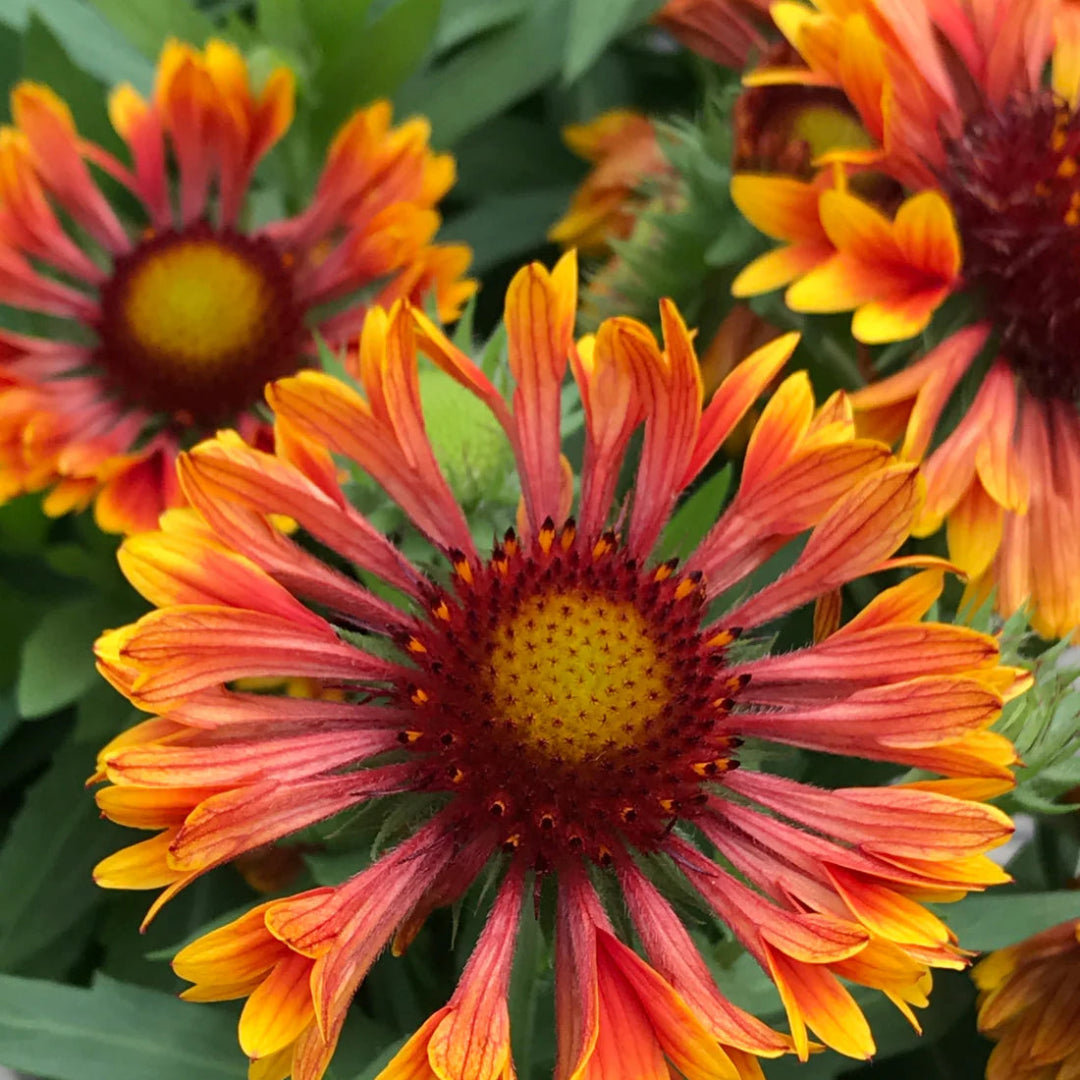 Gaillardia &