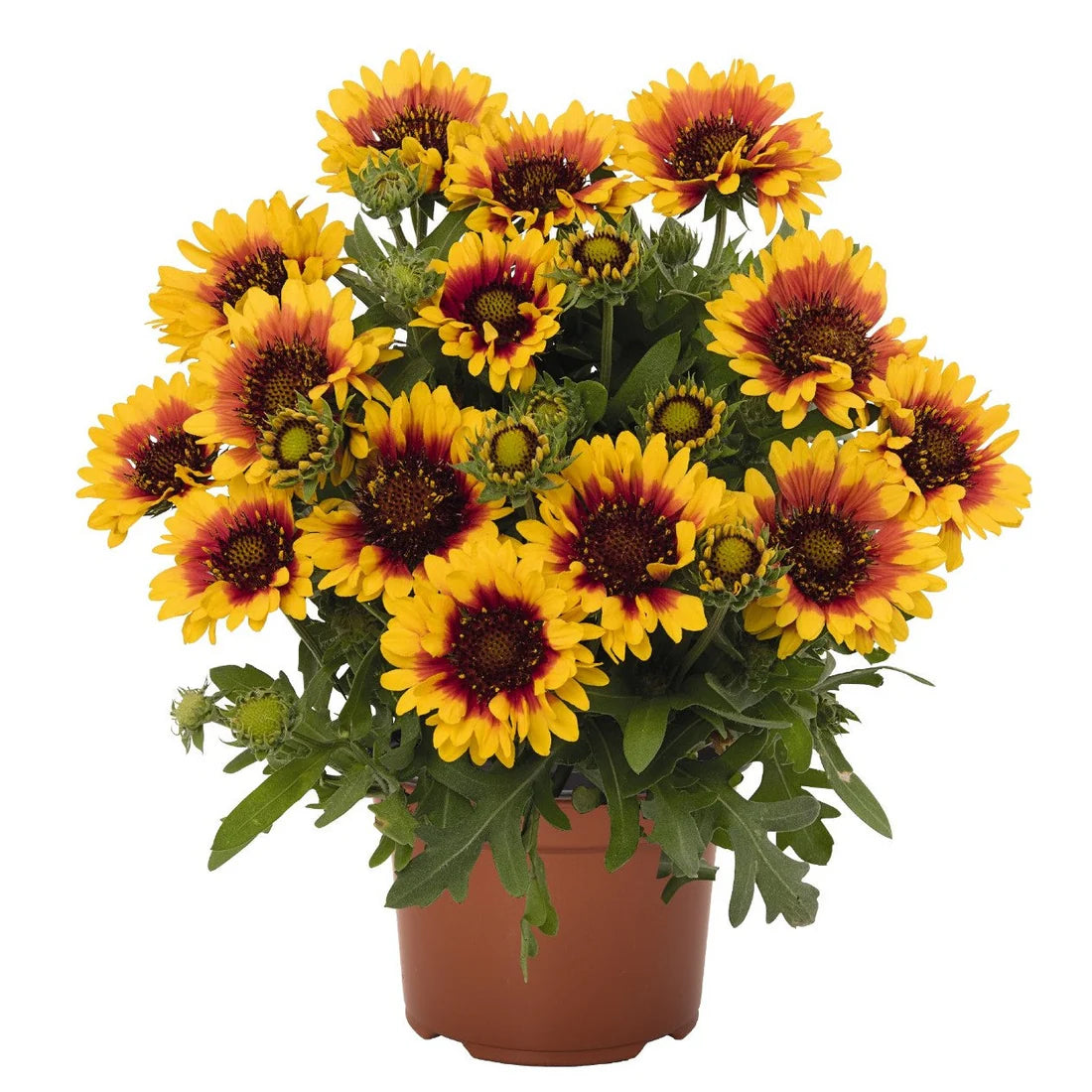 Gaillardia &