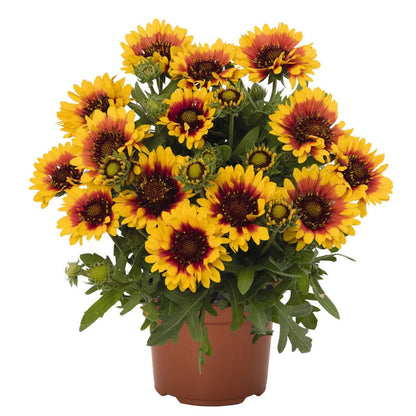 Gaillardia &