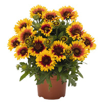 Gaillardia 'SpinTop Red Starburst' Blanket Flower