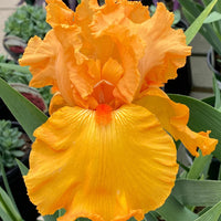 Iris germanica 'Savannah Sunset' - [EG]