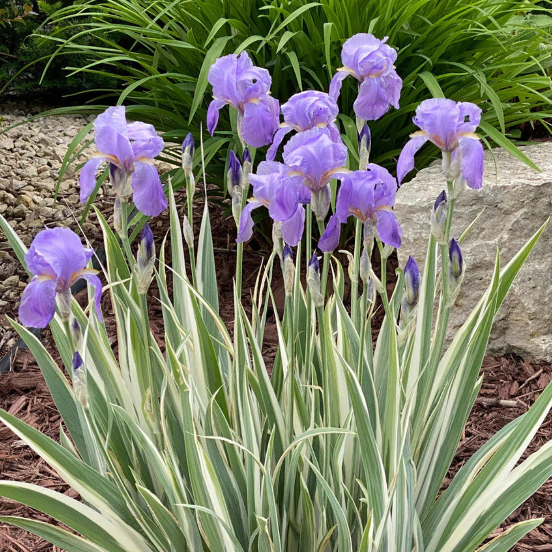 Iris Pallida Albo Variegata - [EG]