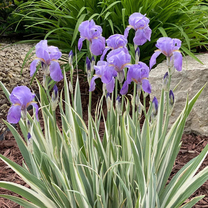 Iris Pallida Albo Variegata - [EG]