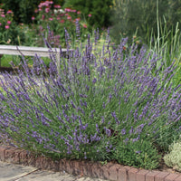 Lavandula X Intermedia 'Phenomenal' Lavender - [EG]