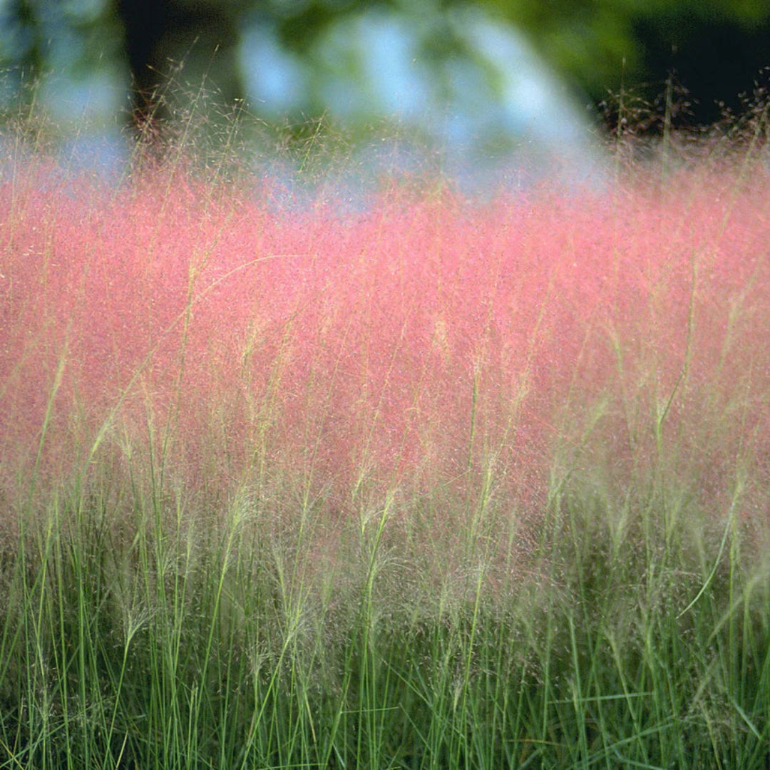Muhlenbergia Capillaris Pink Muhly Grass