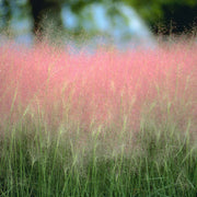 Muhlenbergia Capillaris Pink Muhly Grass