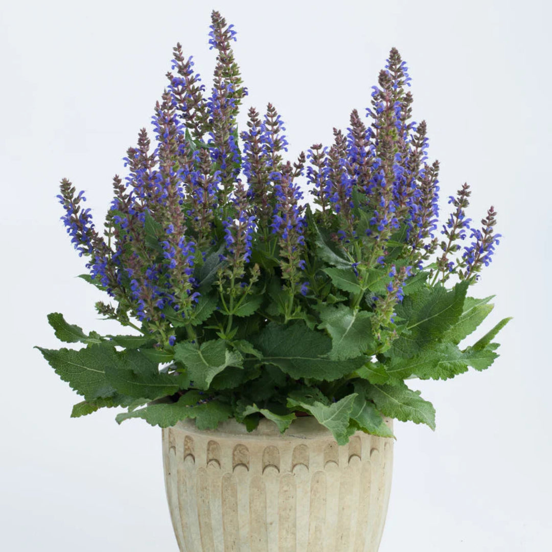 Salvia nemorosa Sallyrosa &