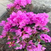 PJM Elite Rhododendron