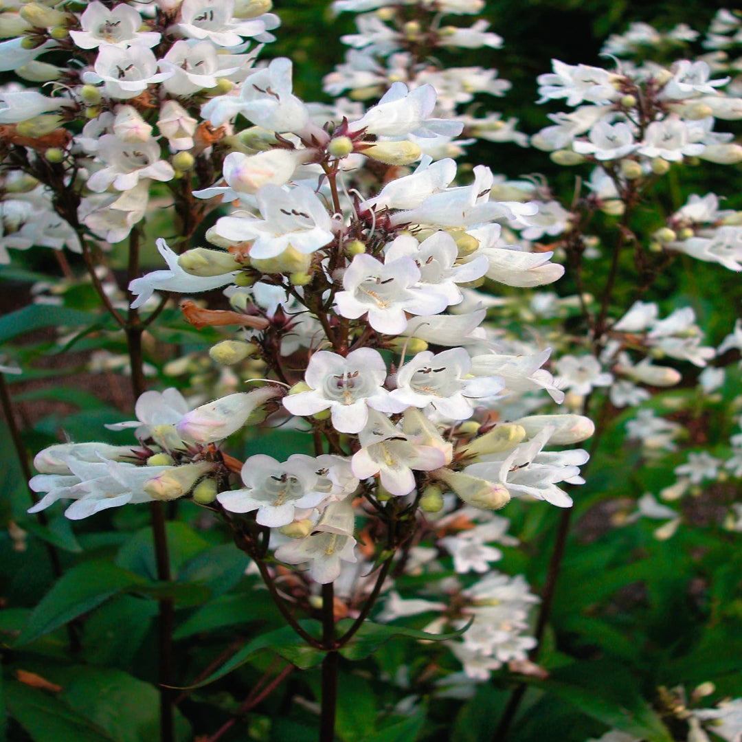 Penstemon digitalis ‘Huskers Red’ (Beard Tongue) - [EG]