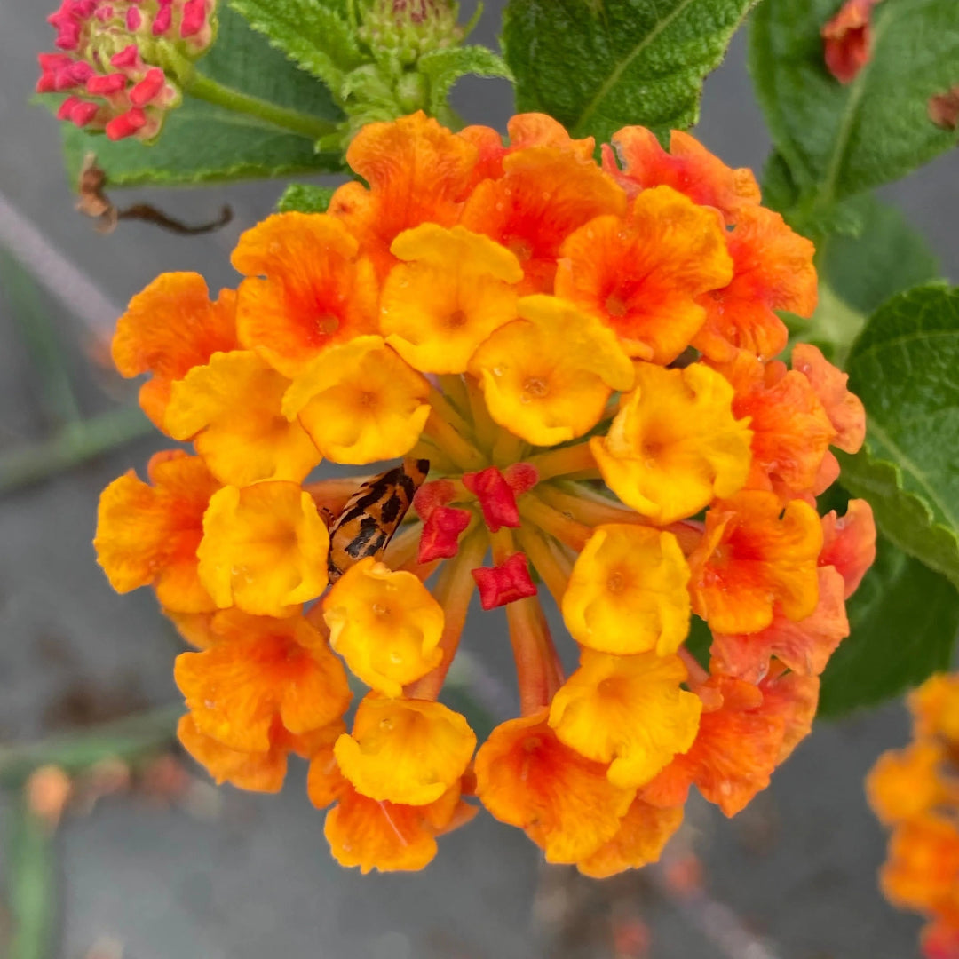 Luscious Marmalade Lantana