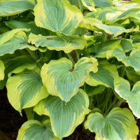 Hosta Shadowland 'Echo the Sun'