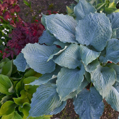 Hosta Shadowland &