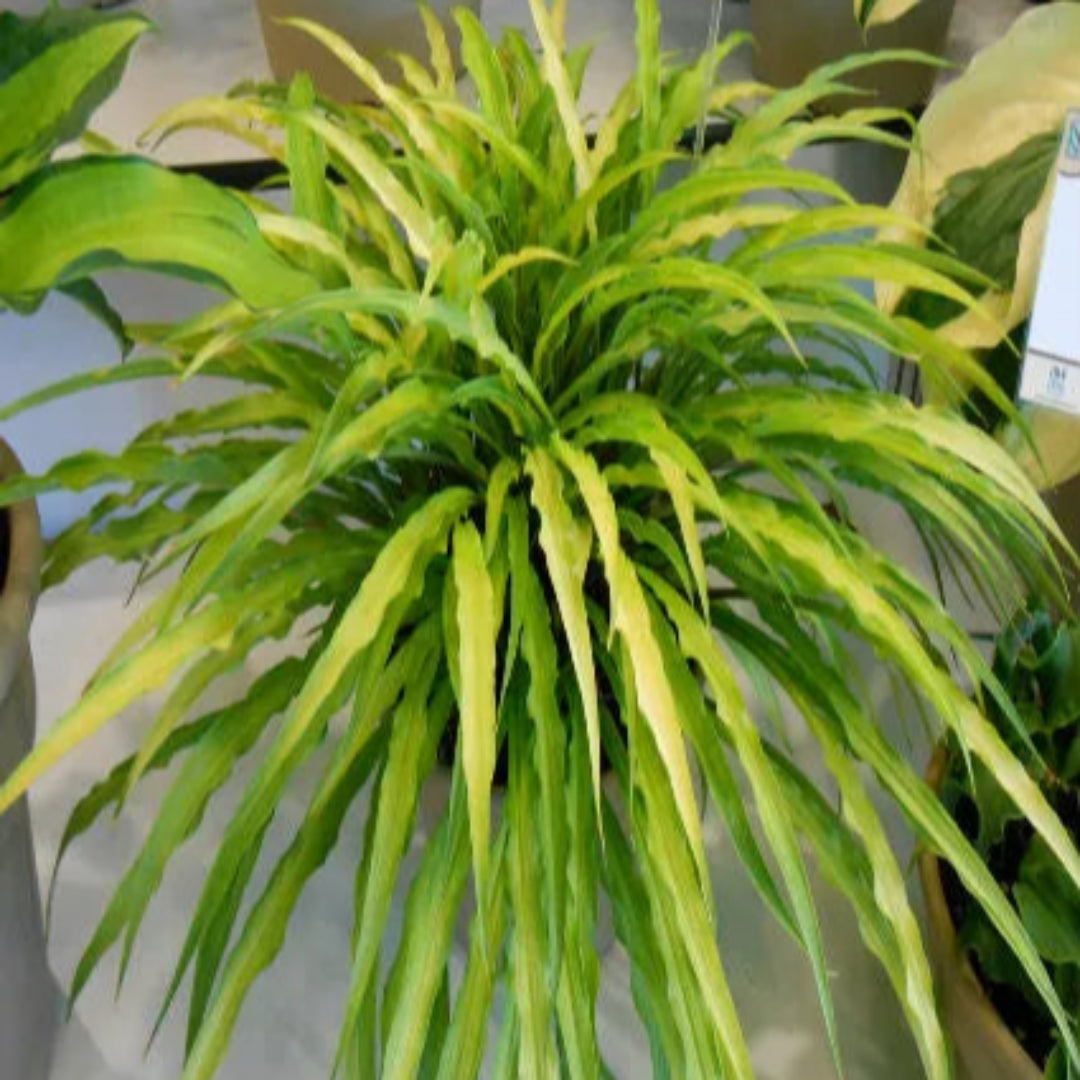 Hosta &