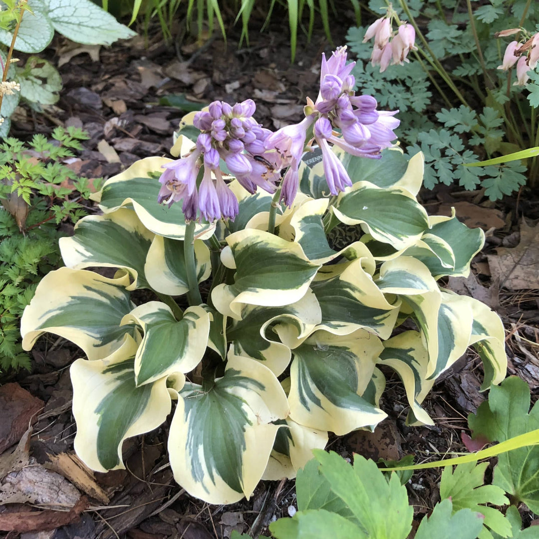 Hosta &