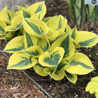 Hosta Shadowland 'Autumn Frost - [EG]
