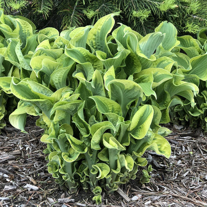 Hosta Shadowland &