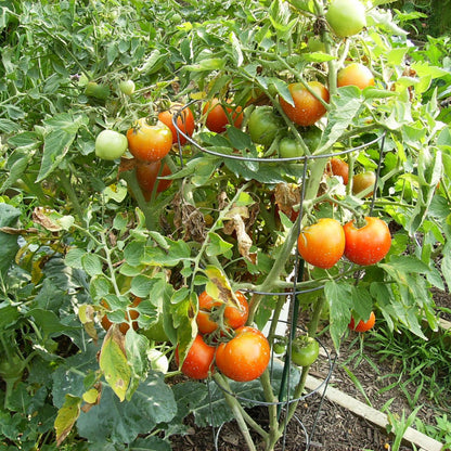 Tomato Plant &