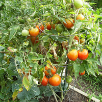 Tomato Plant 'Celebrity'