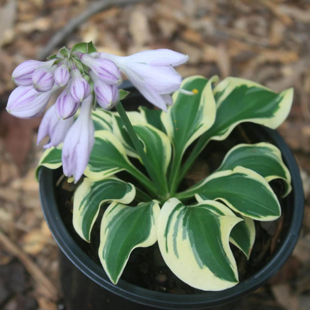 Hosta &