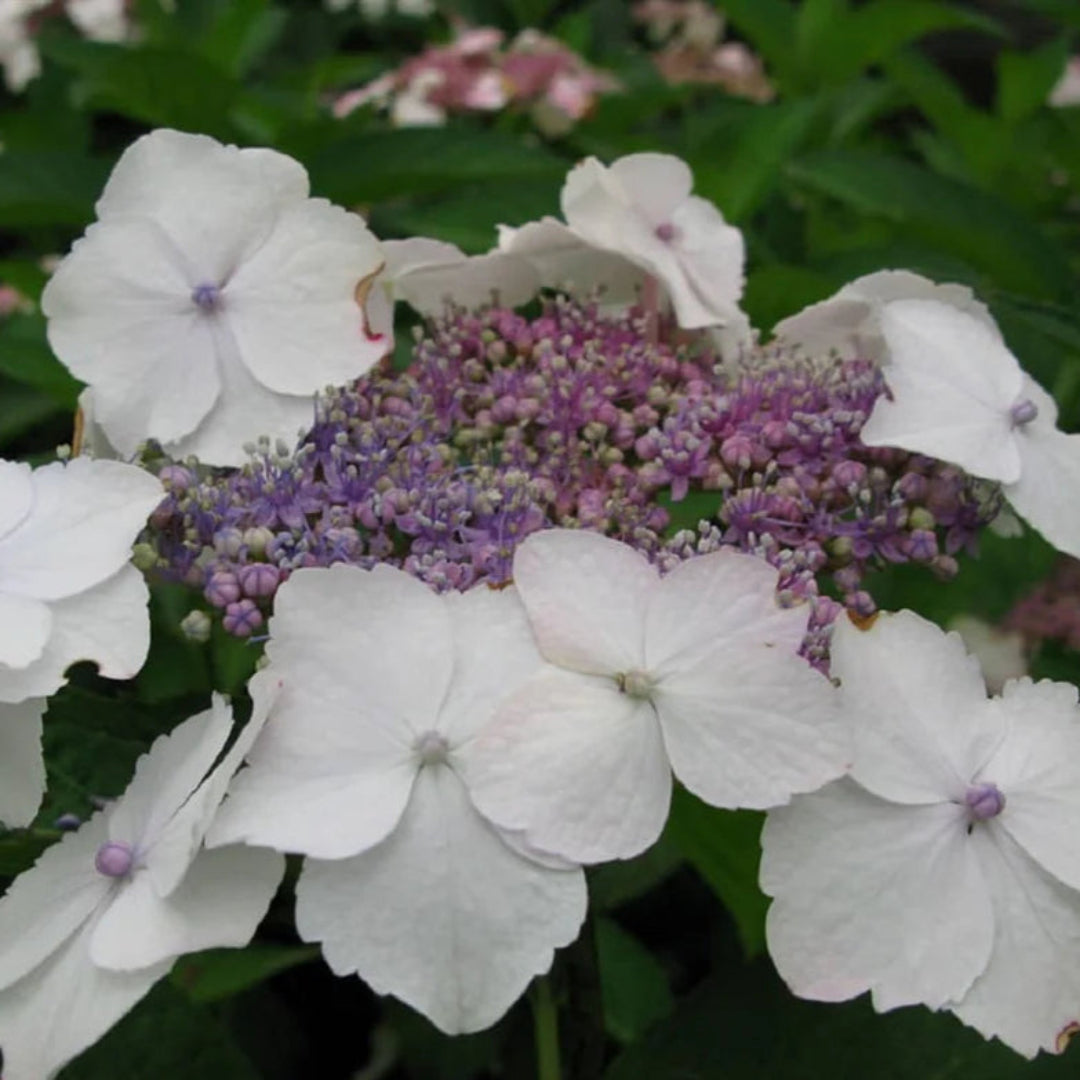Tokyo Delight Hydrangea