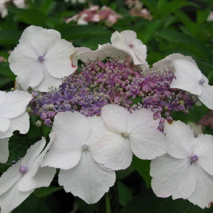 Tokyo Delight Hydrangea