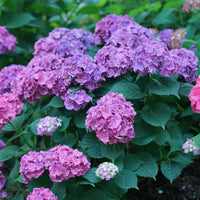 Show Stopper Hydrangea