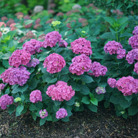 Show Stopper Hydrangea