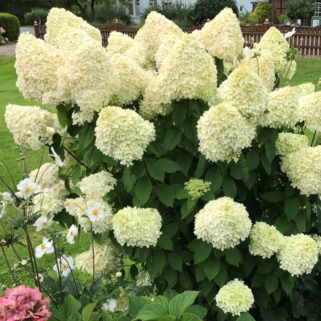 Blooming Dwarf Limelight Hydrangea in Small Garden Spaces