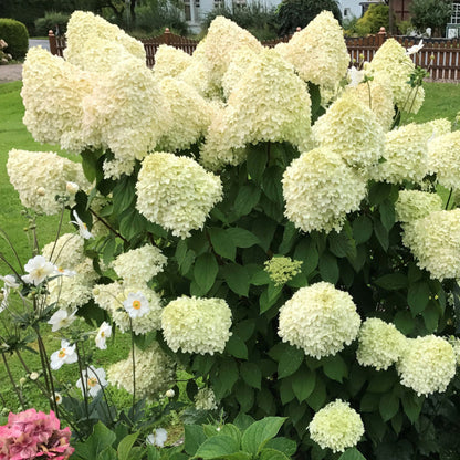 Blooming Dwarf Limelight Hydrangea in Small Garden Spaces