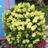 Little Lime Hydrangea with Rounded Green Flowers