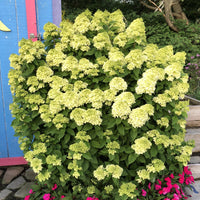 Little Lime Hydrangea with Rounded Green Flowers