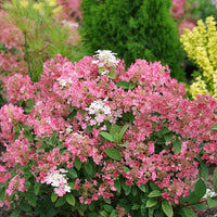 Hydrangea paniculata 'Quick Fire'