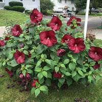 Hibiscus 'Luna Red'