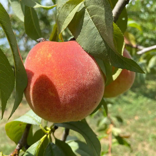 Harvester Peach Tree