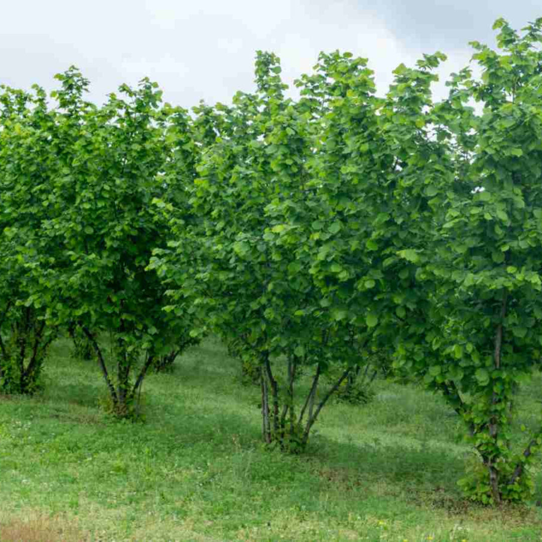 American Hazelnut Tree Native Nut Bearing Plant