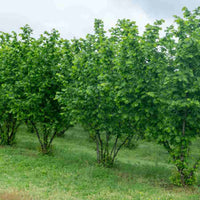 American Hazelnut Tree native nut bearing plant