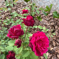 Brindabella Pink Princess Rose