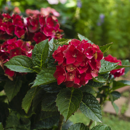 Hydrangea heart throb