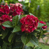Hydrangea heart throb