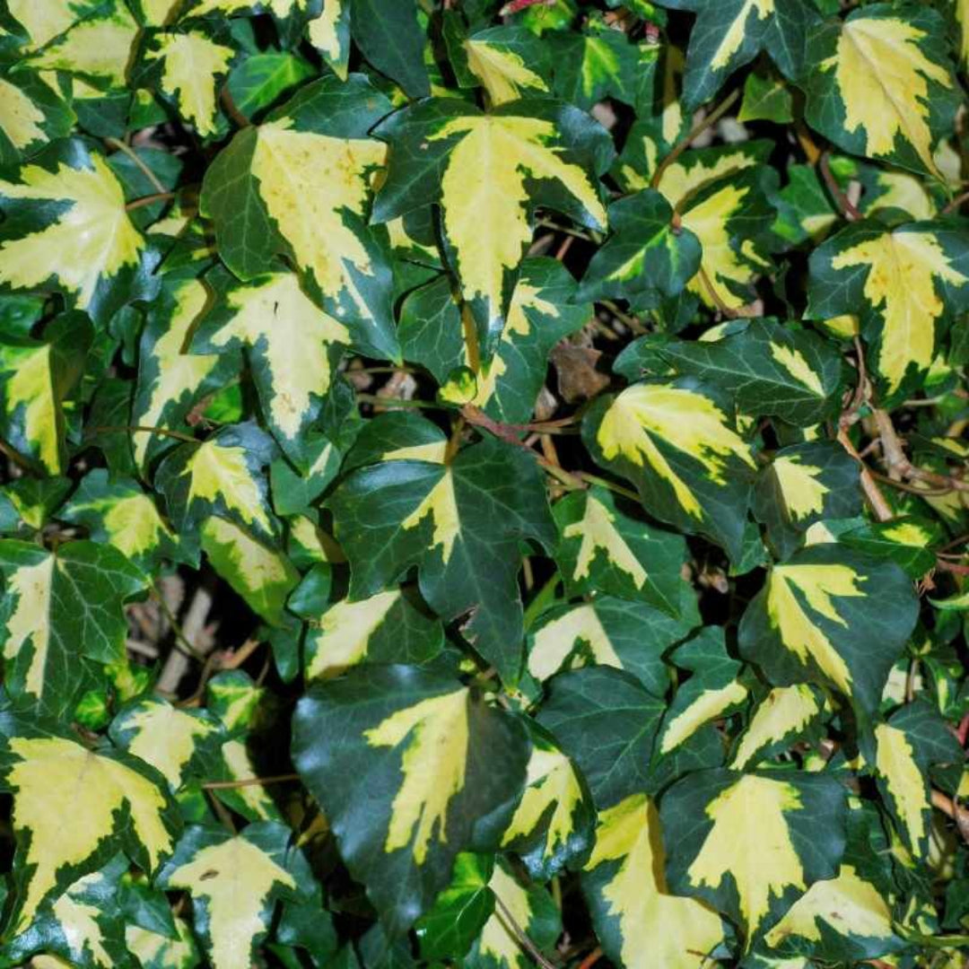 Buy Ingelise' Ivy