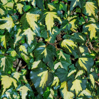 Hedera helix 'Ingelise' Variegated Needlepoint Ivy 10 Count Flat of 4" Pots
