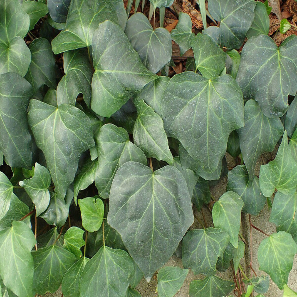 Hedera algeriensis &
