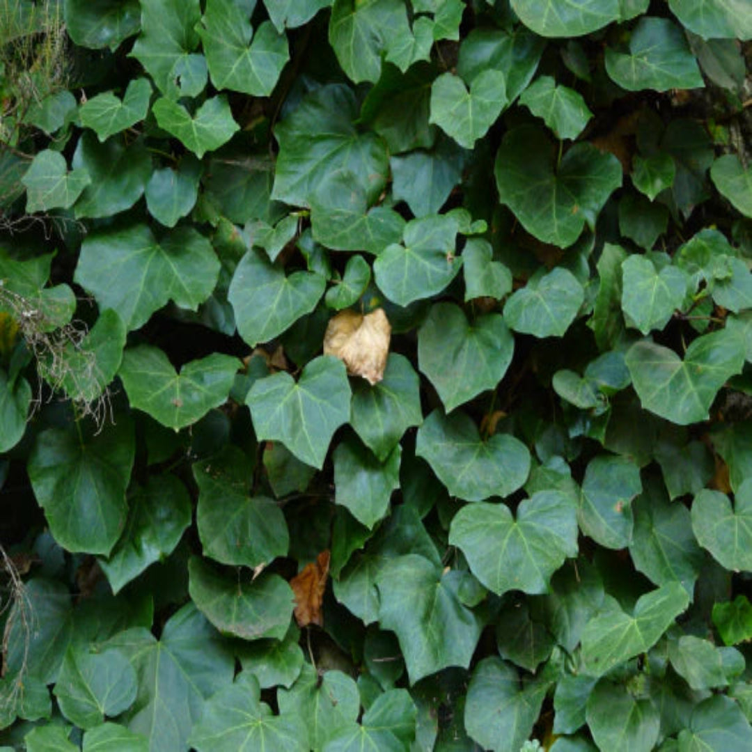Hedera algeriensis &