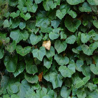 Hedera algeriensis 'Algerian Ivy' - [EG]