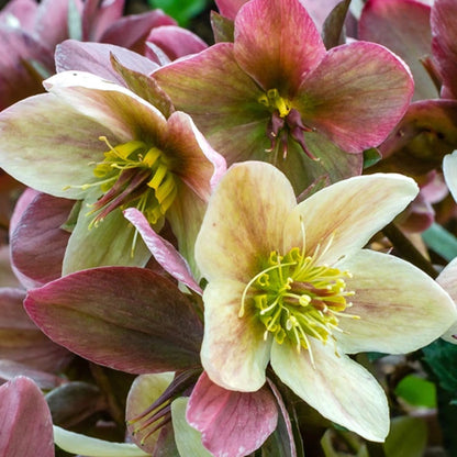 Winter Magic Candy Love Lenten Rose